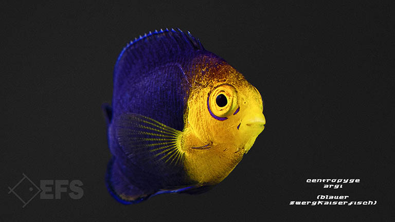Centropyge-argi_Blauer-Zwergkaiserfisch_01.jpg Showing Slide: Centropyge-argi_Blauer-Zwergkaiserfisch_01.jpg
