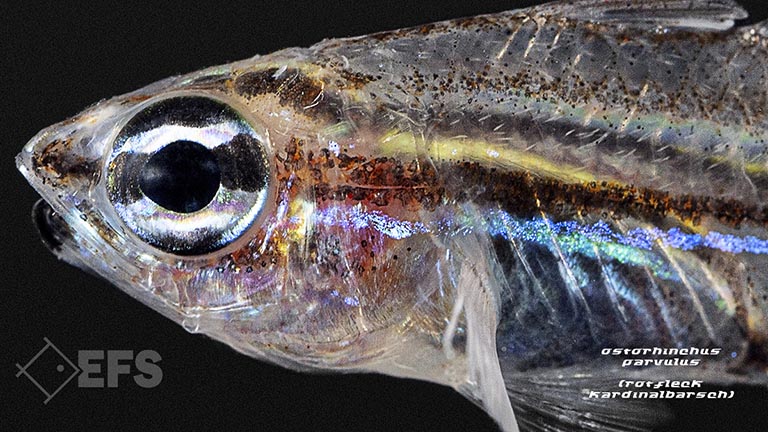 Ostorhinchus-parvulus_Rotfleck-Kardinalbarsch_03.jpg Showing Slide: Ostorhinchus-parvulus_Rotfleck-Kardinalbarsch_03.jpg