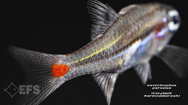 Ostorhinchus-parvulus_Rotfleck-Kardinalbarsch_04.jpg Showing Slide: Ostorhinchus-parvulus_Rotfleck-Kardinalbarsch_04.jpg