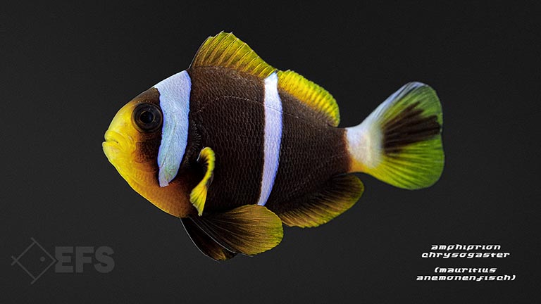 amphiprion_chrysogaster_mauritius_anemonenfisch_01.jpg Showing Slide: amphiprion_chrysogaster_mauritius_anemonenfisch_01.jpg