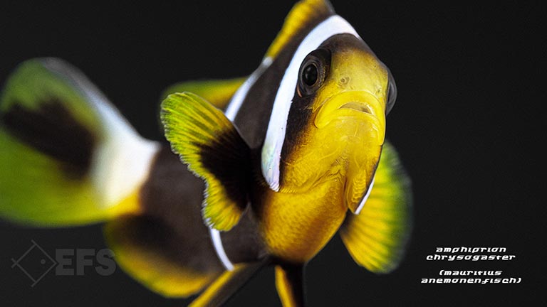 amphiprion_chrysogaster_mauritius_anemonenfisch_03.jpg Showing Slide: amphiprion_chrysogaster_mauritius_anemonenfisch_03.jpg