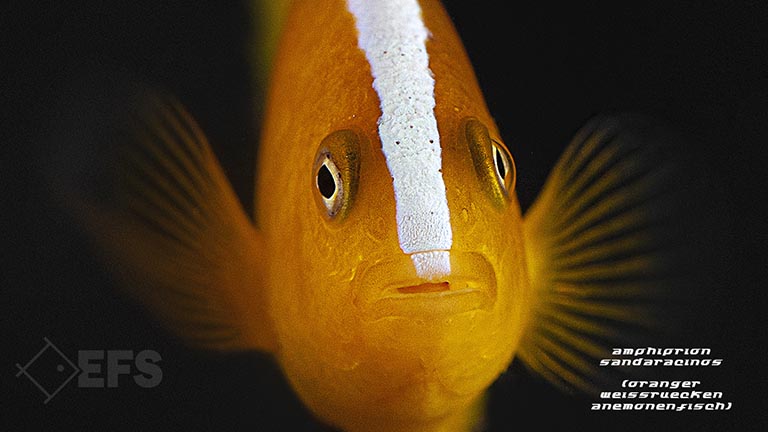 amphiprion_sandaracinos_oranger_weissruecken_anemonenfisch_04.jpg Showing Slide: amphiprion_sandaracinos_oranger_weissruecken_anemonenfisch_04.jpg