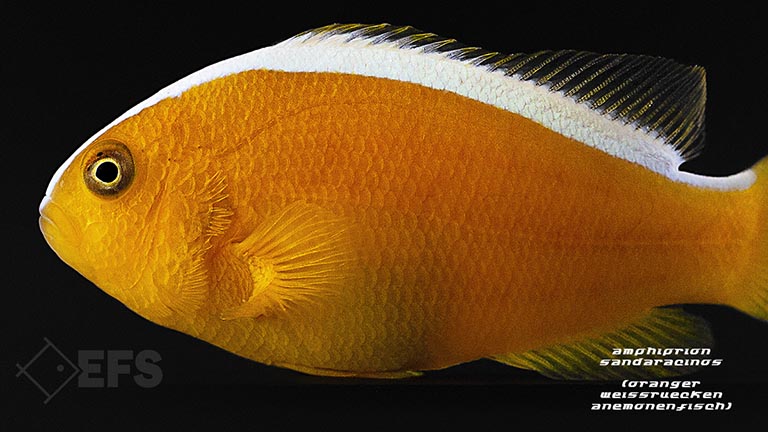 amphiprion_sandaracinos_oranger_weissruecken_anemonenfisch_05.jpg Showing Slide: amphiprion_sandaracinos_oranger_weissruecken_anemonenfisch_05.jpg