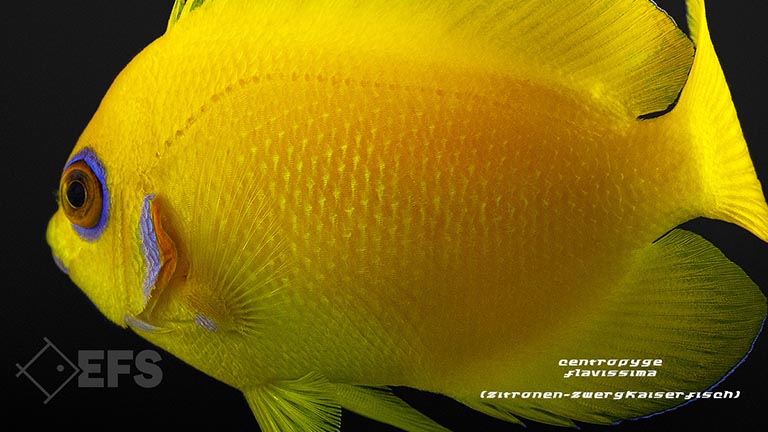 m10026_Centropyge-flavissima_Zitronen-Zwergkaiserfisch-Fiji_04.jpg Showing Slide: m10026_Centropyge-flavissima_Zitronen-Zwergkaiserfisch-Fiji_04.jpg