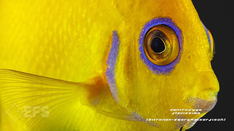 m10026_Centropyge-flavissima_Zitronen-Zwergkaiserfisch-Fiji_05.jpg Showing Slide: m10026_Centropyge-flavissima_Zitronen-Zwergkaiserfisch-Fiji_05.jpg