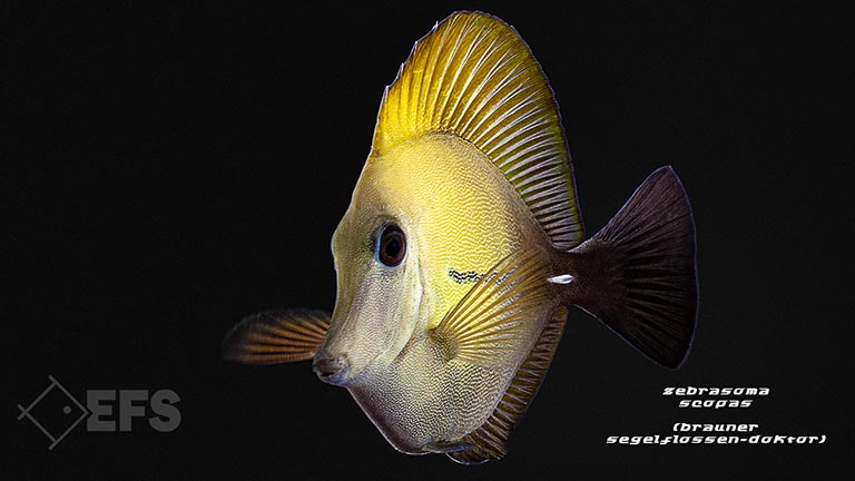 m10239_Zebrasoma-scopas_Brauner-Segelflossen-Doktor_01.jpg Showing Slide: m10239_Zebrasoma-scopas_Brauner-Segelflossen-Doktor_01.jpg
