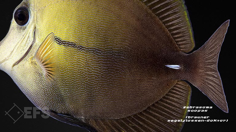 m10239_Zebrasoma-scopas_Brauner-Segelflossen-Doktor_03.jpg Showing Slide: m10239_Zebrasoma-scopas_Brauner-Segelflossen-Doktor_03.jpg