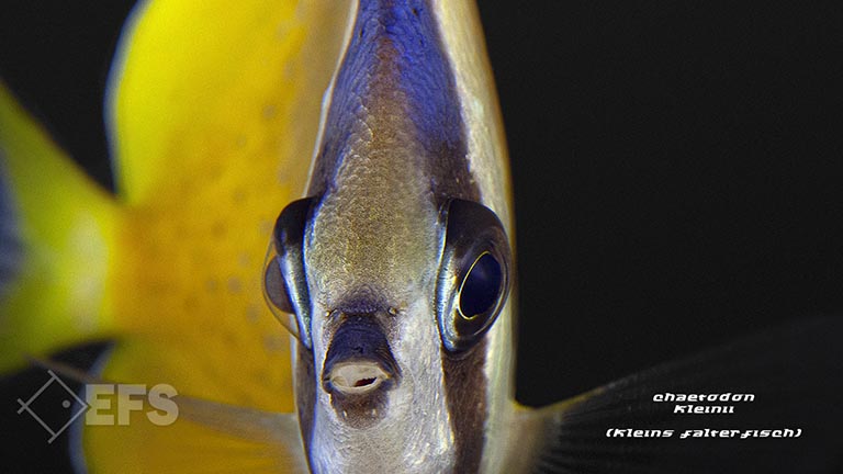 m10385_Chaetodon-kleinii_Kleins-Falterfisch_06.jpg Showing Slide: m10385_Chaetodon-kleinii_Kleins-Falterfisch_06.jpg