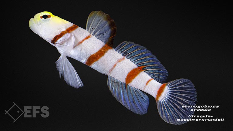 m10627_Stonogobiops-dracula_Dracula-Waechtergrundel_02.jpg Showing Slide: m10627_Stonogobiops-dracula_Dracula-Waechtergrundel_02.jpg