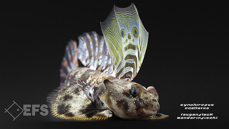 m10642_Synchiropus-ocellatus_Augenfleck-Madarinfisch_03.jpg Showing Slide: m10642_Synchiropus-ocellatus_Augenfleck-Madarinfisch_03.jpg