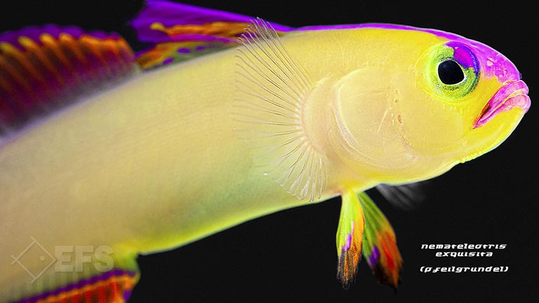 m10688_Nemateleotris-exquisita_Pfeilgrundel_03.jpg Showing Slide: m10688_Nemateleotris-exquisita_Pfeilgrundel_03.jpg