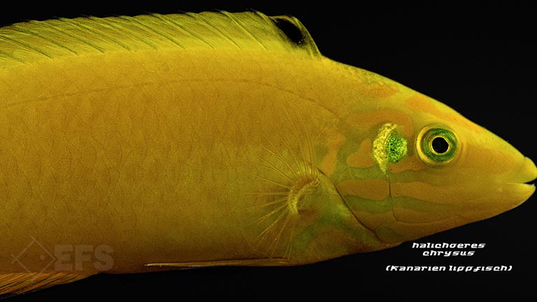 m10819_Halichoeres-chrysus_Kanarien-Lippfisch_02.jpg Showing Slide: m10819_Halichoeres-chrysus_Kanarien-Lippfisch_02.jpg