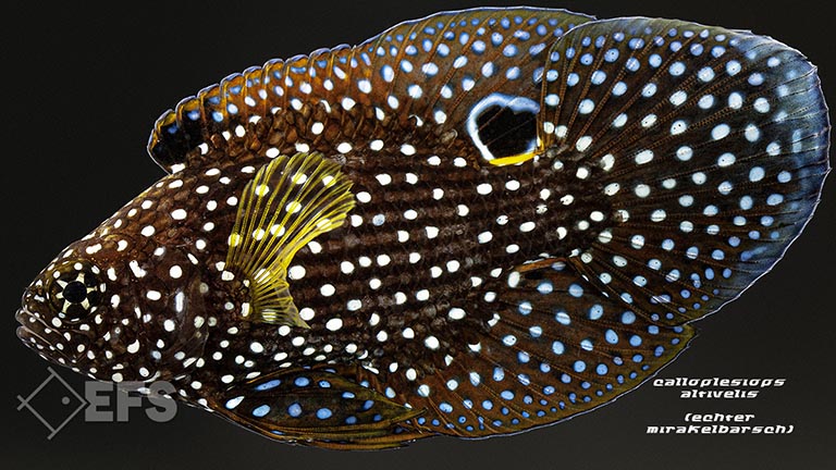 m11253_Calloplesiops-altivelis_Echter-Mirakelbarsch_04.jpg Showing Slide: m11253_Calloplesiops-altivelis_Echter-Mirakelbarsch_04.jpg