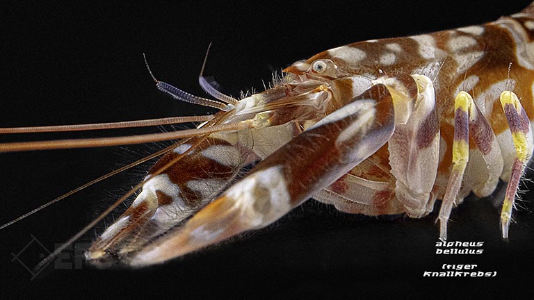 m20331_Alpheus-bellulus_Tiger-Knallkrebs_02.jpg Showing Slide: m20331_Alpheus-bellulus_Tiger-Knallkrebs_02.jpg
