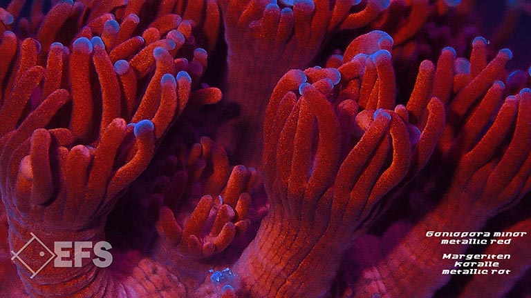 m30667_goniopora_minor_metallic_rot_0034.jpg Showing Slide: m30667_goniopora_minor_metallic_rot_0034.jpg