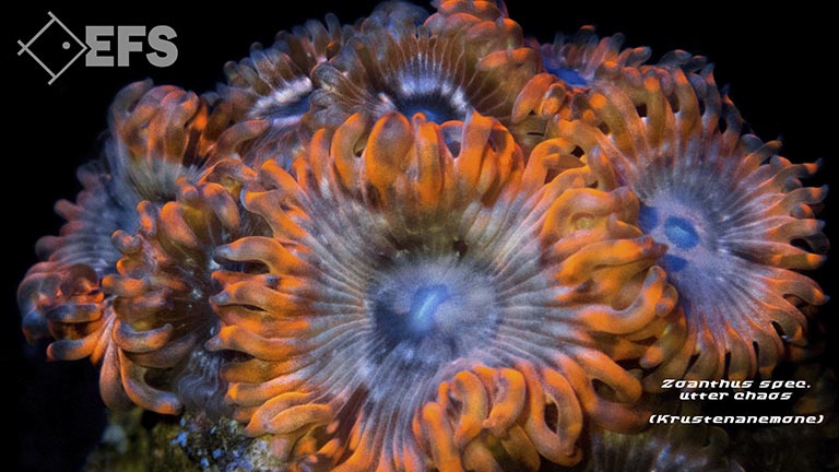 zoanthus_spec_utter_chaos_0034.jpg Showing Slide: zoanthus_spec_utter_chaos_0034.jpg