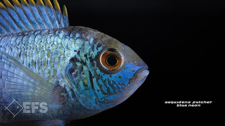 010003_aequidens_spec_blueneonpulcher_0423.jpg Showing Slide: 010003_aequidens_spec_blueneonpulcher_0423.jpg