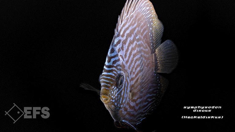 010160_symphysodon_Heckeldiskus_02.jpg Showing Slide: 010160_symphysodon_Heckeldiskus_02.jpg