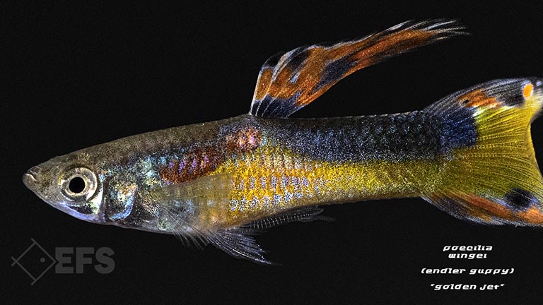 020245_guppy_endler_golden-jet_01.jpg Showing Slide: 020245_guppy_endler_golden-jet_01.jpg