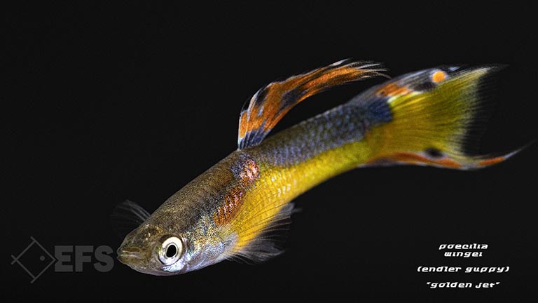 020245_guppy_endler_golden-jet_05.jpg Showing Slide: 020245_guppy_endler_golden-jet_05.jpg