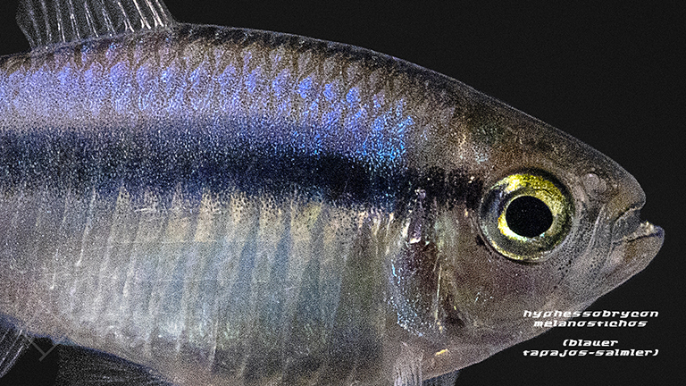 030214_Hyphessobrycon-Melanostichos_Blauer-Tapajos-salmler_02.jpg Showing Slide: 030214_Hyphessobrycon-Melanostichos_Blauer-Tapajos-salmler_02.jpg