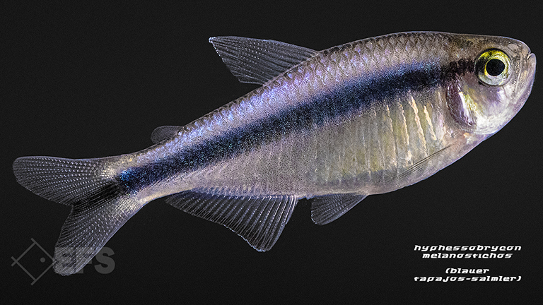 030214_Hyphessobrycon-Melanostichos_Blauer-Tapajos-salmler_03.jpg Showing Slide: 030214_Hyphessobrycon-Melanostichos_Blauer-Tapajos-salmler_03.jpg