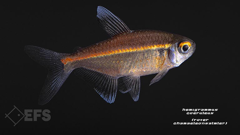 030337_Hemigrammus-coeruleus_roter-Chamaeleonsalmler_01.jpg Showing Slide: 030337_Hemigrammus-coeruleus_roter-Chamaeleonsalmler_01.jpg