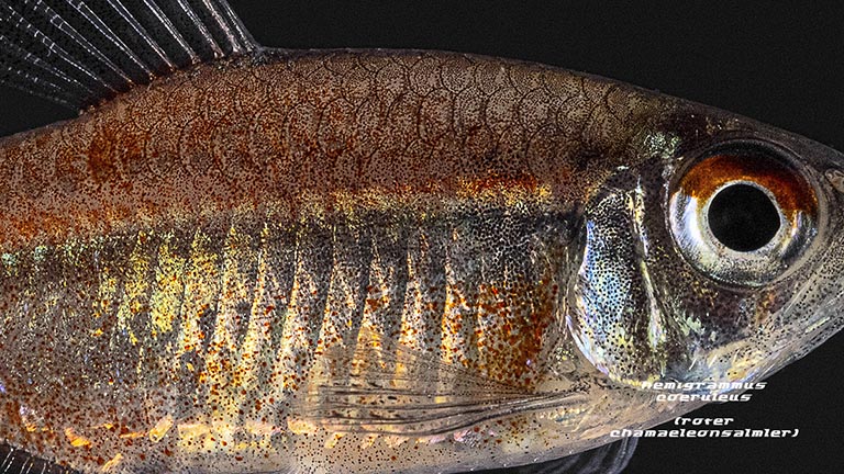 030337_Hemigrammus-coeruleus_roter-Chamaeleonsalmler_03.jpg Showing Slide: 030337_Hemigrammus-coeruleus_roter-Chamaeleonsalmler_03.jpg