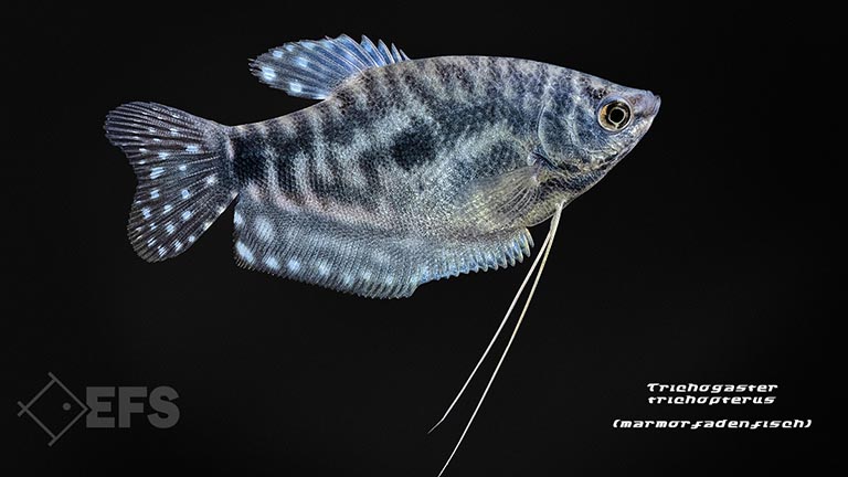 050037_Trichogaster-trichopterus_Marmorfadenfisch_01.jpg Showing Slide: 050037_Trichogaster-trichopterus_Marmorfadenfisch_01.jpg