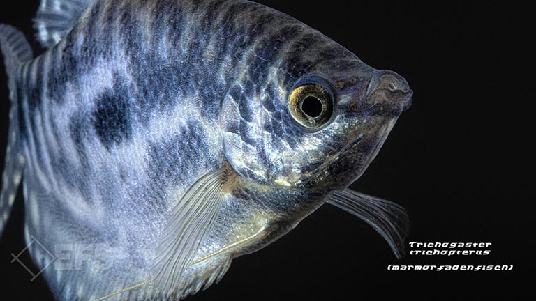 050037_Trichogaster-trichopterus_Marmorfadenfisch_03.jpg Showing Slide: 050037_Trichogaster-trichopterus_Marmorfadenfisch_03.jpg