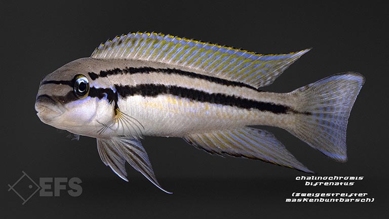 Chalinochromis-bifrenatus_zweigestreifter-maskenbuntbarsch_02.jpg Showing Slide: Chalinochromis-bifrenatus_zweigestreifter-maskenbuntbarsch_02.jpg