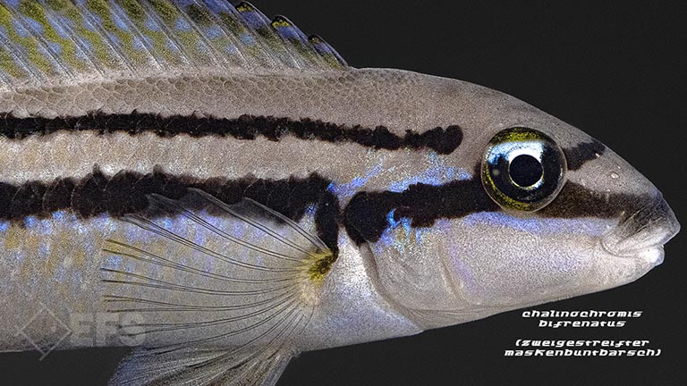 Chalinochromis-bifrenatus_zweigestreifter-maskenbuntbarsch_03.jpg Showing Slide: Chalinochromis-bifrenatus_zweigestreifter-maskenbuntbarsch_03.jpg