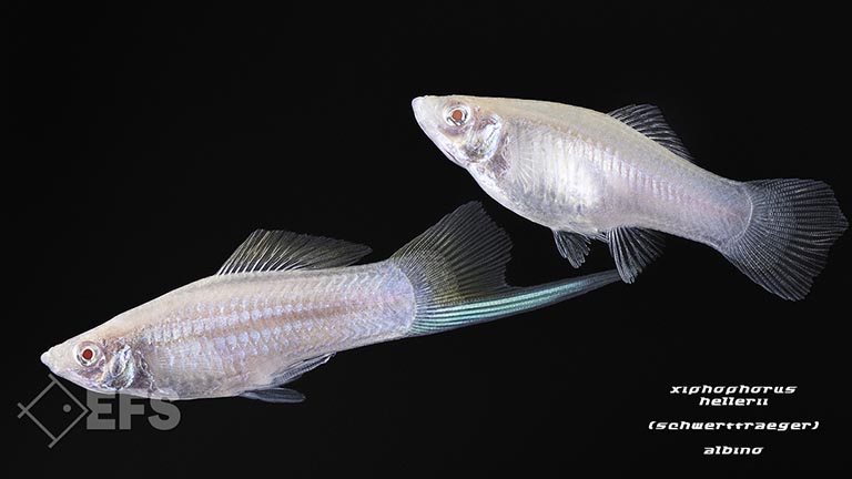 Xiphophorus_hellerii_001.jpg Showing Slide: Xiphophorus_hellerii_001.jpg