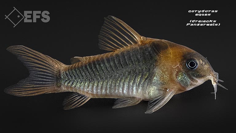 corydoras-eques_02.jpg Showing Slide: corydoras-eques_02.jpg