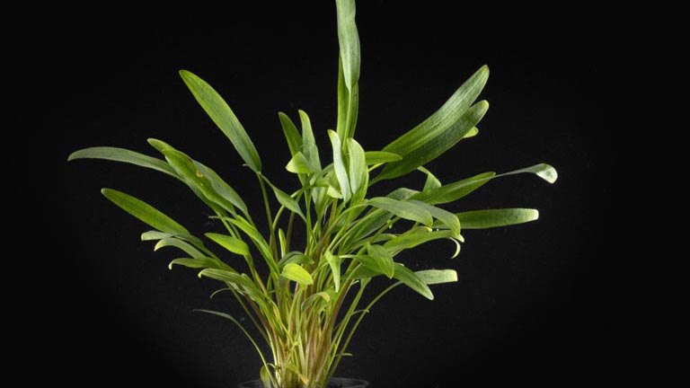 Showing Slide: 981047_Cryptocoryne-lucens_grasblaettriger-Wasserkelch_016.jpg