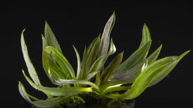 Showing Slide: 981051_Cryptocoryne-balanse_014.jpg