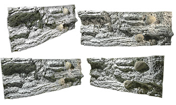 Reef diverse Ansichten