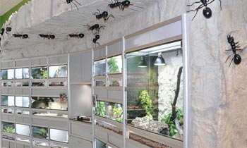 Raum mit Terrarien und Ameisenaufklebern