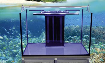 Meerwasseraquaristik