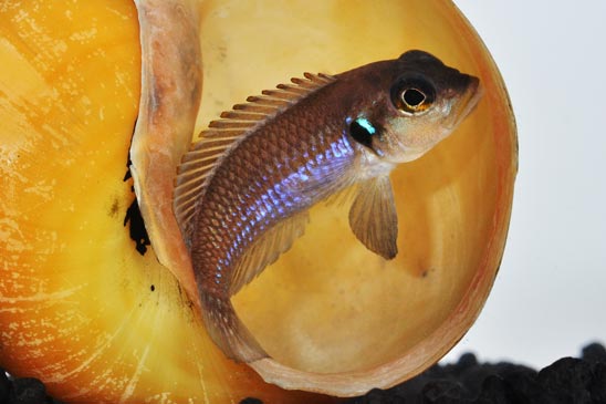 Showing Slide: 010076-(2).jpg