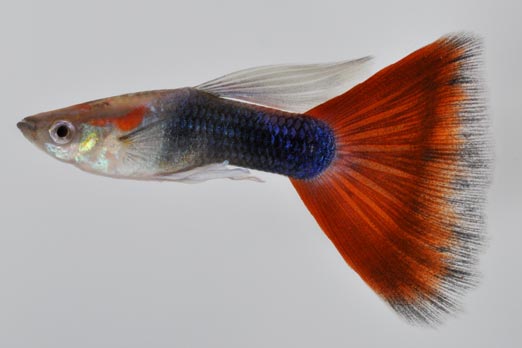 Showing Slide: 020073-(2).jpg