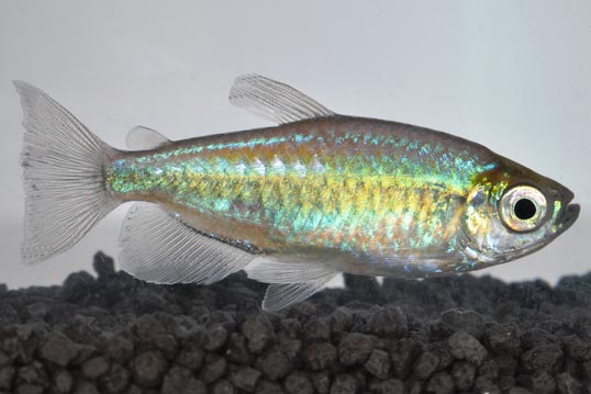 Showing Slide: 030042.jpg