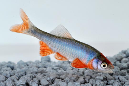 Showing Slide: 040122.jpg