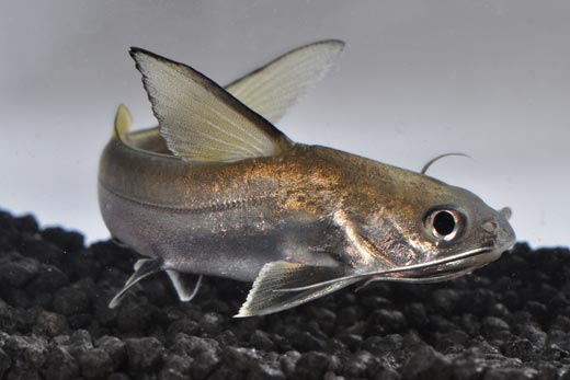 Showing Slide: 060012-(3).jpg