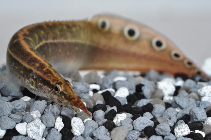 Showing Slide: 070017.jpg