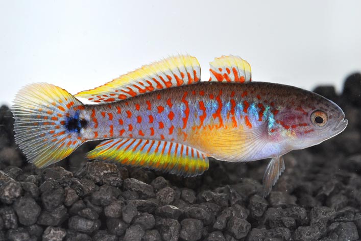 Showing Slide: 150020.jpg