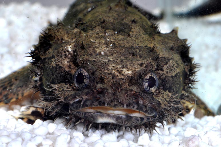 Showing Slide: Löwenfisch4.jpg