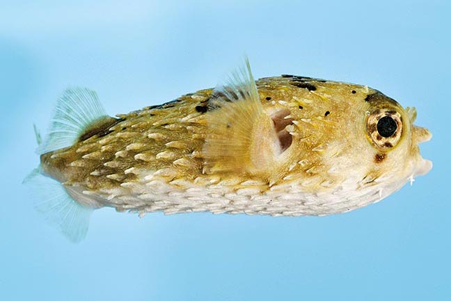 Showing Slide: _DSC0038_m11003_Langstachel-Igelfish_Diodon-holocanthus.jpg