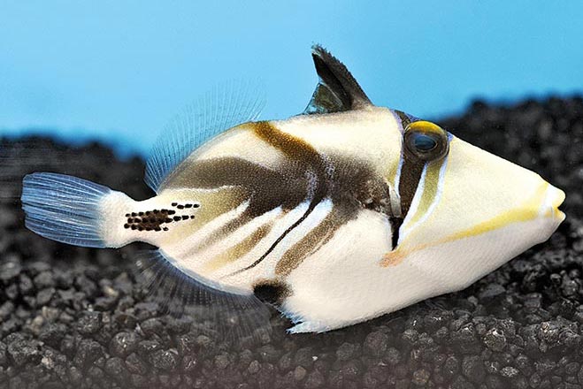 Showing Slide: _DSC0052_Picasso-Druecker.jpg