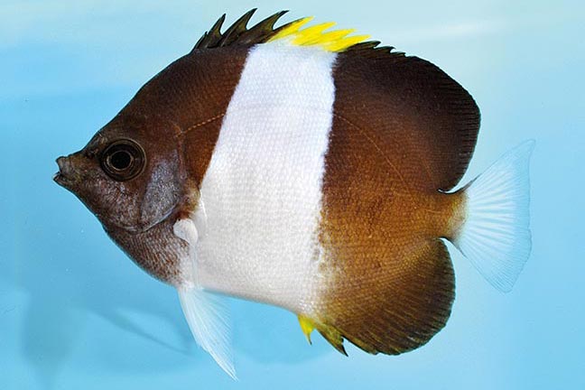 Showing Slide: _DSC0133_m10339_Schwarzer-Pyramiden-Falterfisch_Hemitaurichthys-zoster.jpg